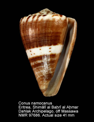 Conus namocanus (9).jpg - Conus namocanus Hwass in Bruguière,1792